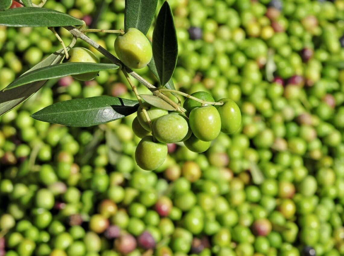 Olio certificato: DOP, BIO e SQNPI spiegati ai consumatori