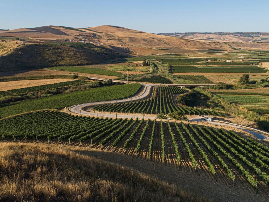Vigneti dell'azienda Tonnino ad Alcamo