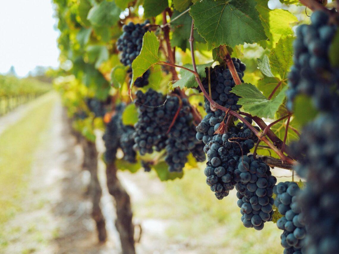 Cantina Terre de’ Trinci: il valore delle certificazioni del vino