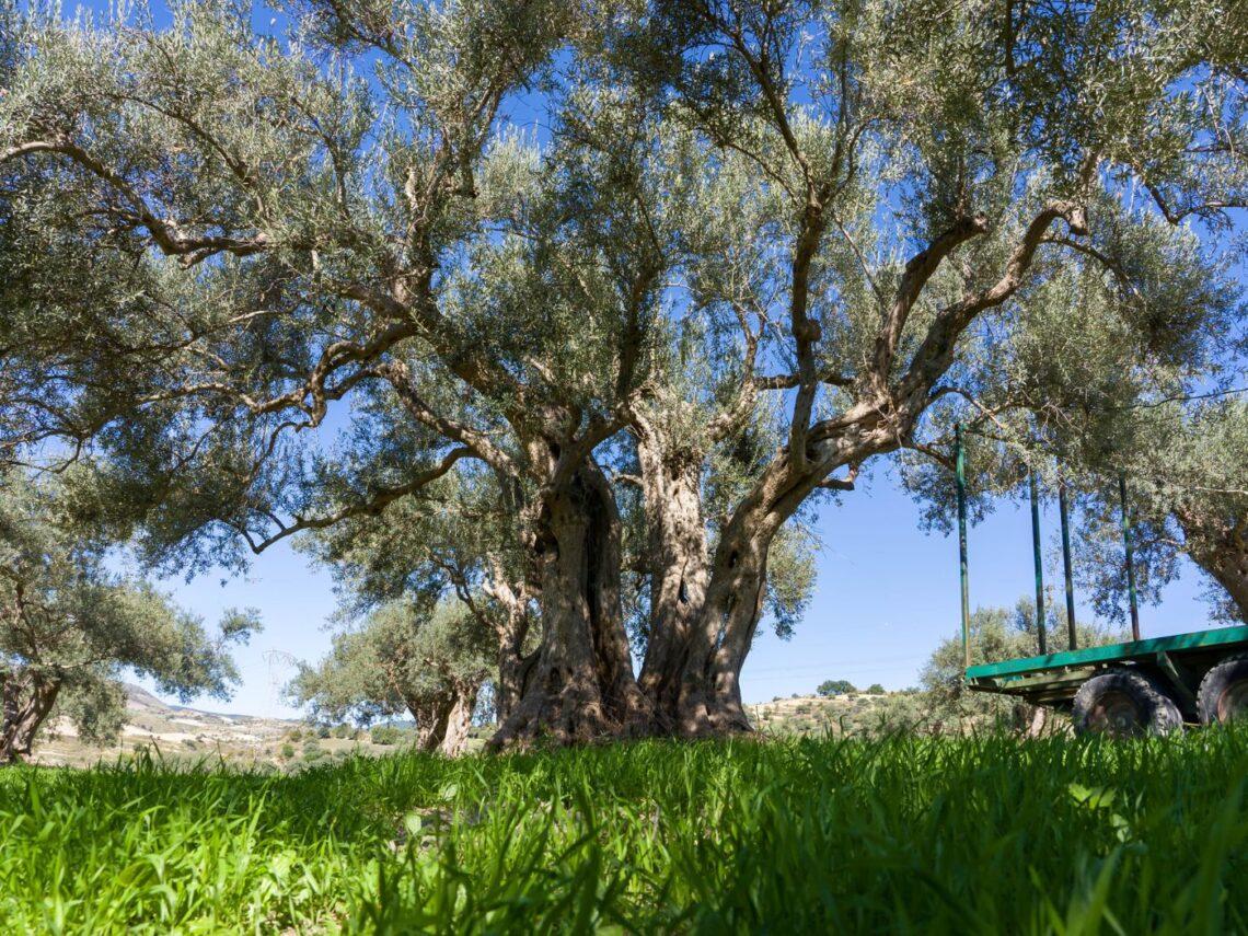Olio DOP Monti Iblei: i 25 anni di una denominazione d'eccellenz