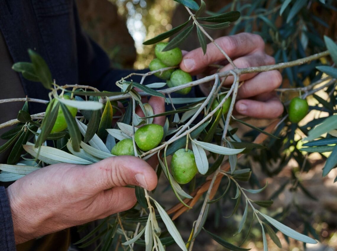 Presìdi Slow Food Sicilia 2025: oliva Zaituna e grani Gentili