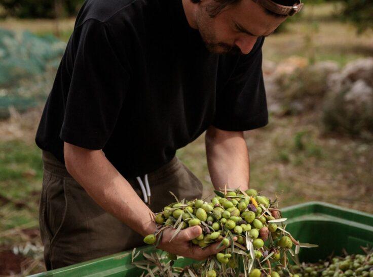 L’oliva Zaituna rinasce: il Presidio Slow Food e la sfida siracusana