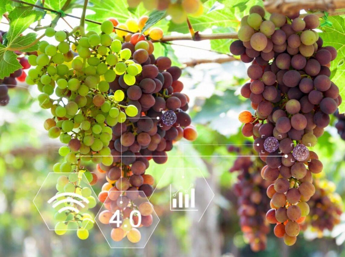 Agri-food CHIP: integrazione tra filiere olivicola e vitivinicola