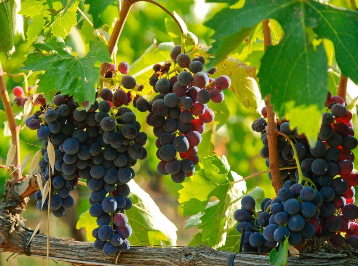 Brunello di Montalcino 2021: caratteristiche dell’annata e le etichette da scegliere