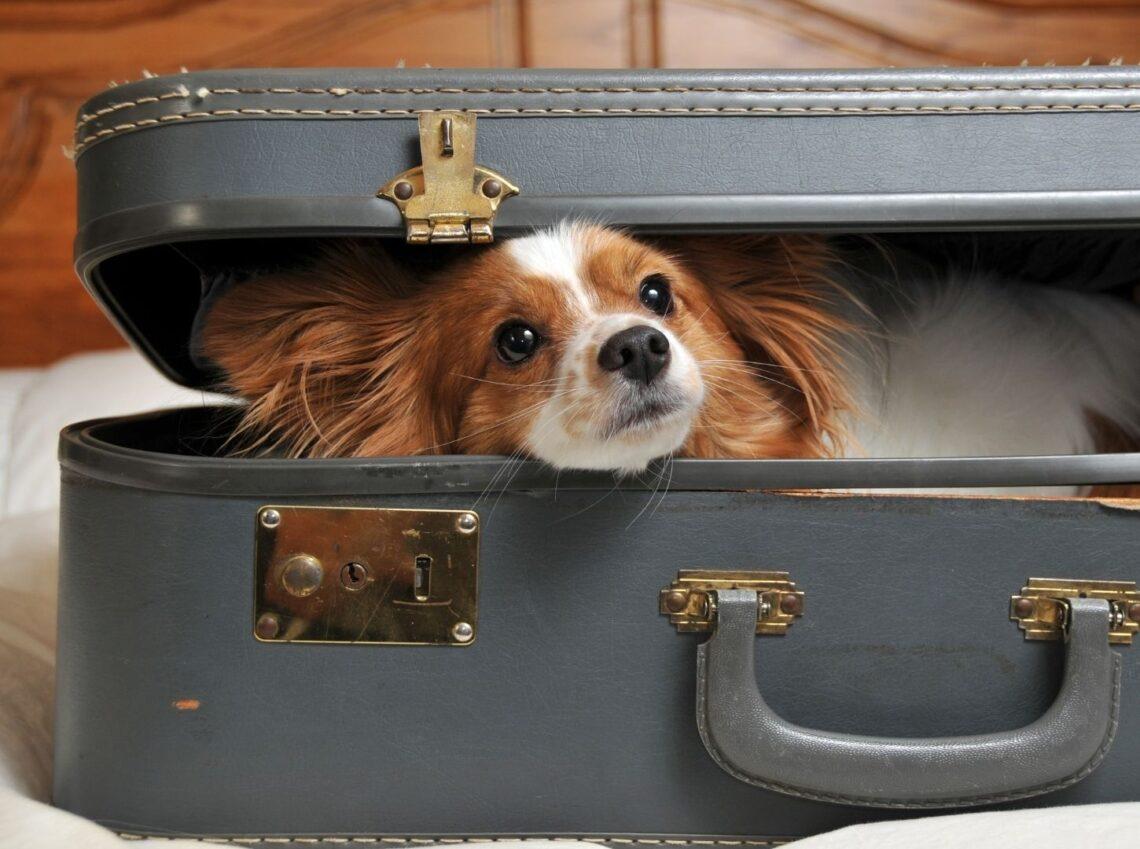 Basta pet-friendly solo dichiarato. La Toscana presenta la Carta dei Valori