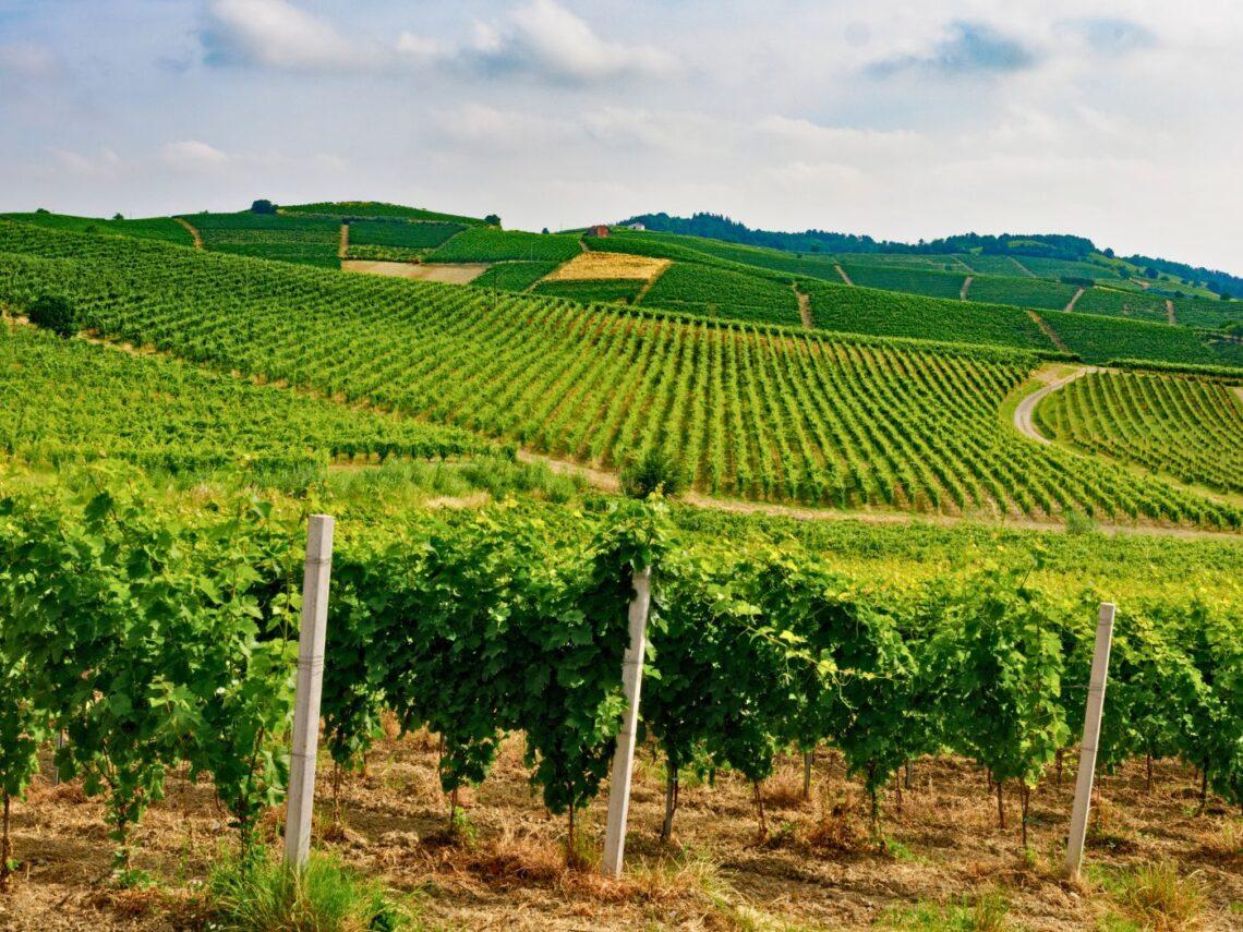 Monferrato: i Consorzi del vino presentano il piano 2026