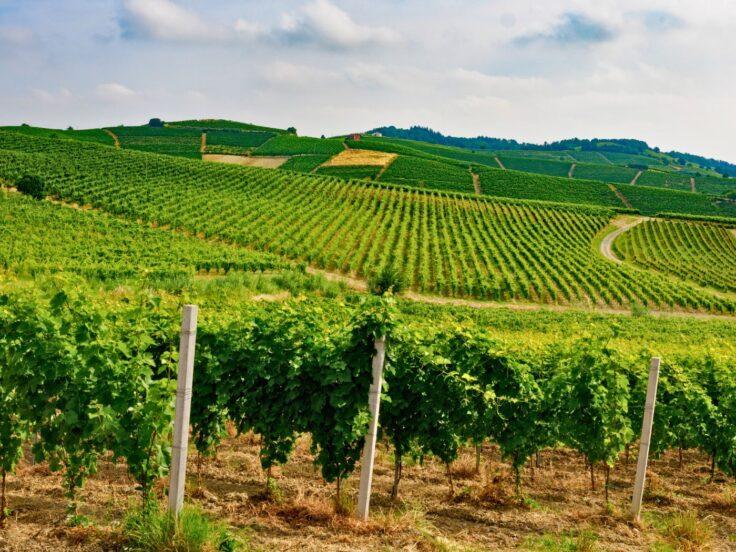 Monferrato: i Consorzi del vino presentano il piano 2026