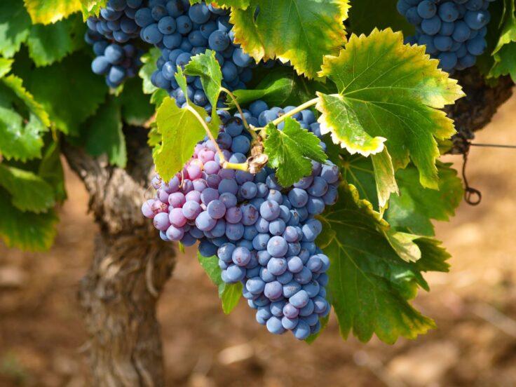 Guida Vini d’Italia 2026: presentazione a Parma con Doctor Wine
