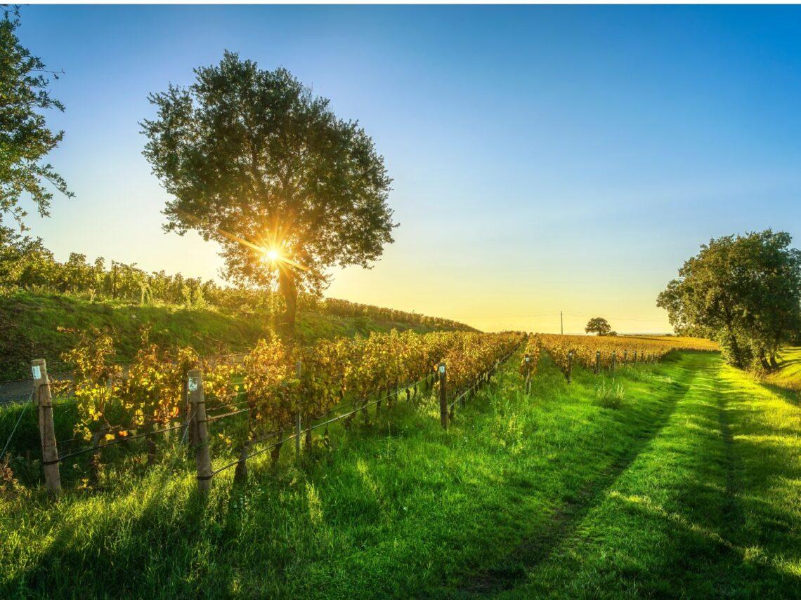 Luce UV-C in vigneto: più colore e aromi nel vino