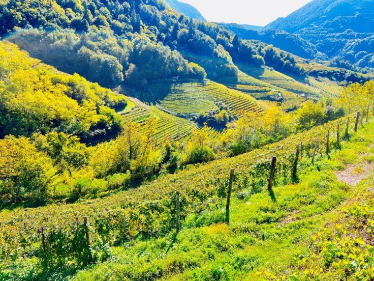 10 motivi per visitare la Val di Cembra tra natura e vini di montagna