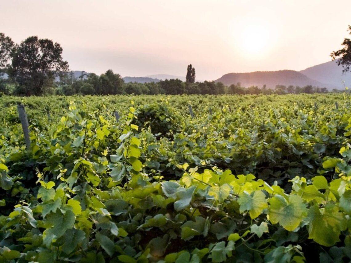 Degustazione di Franciacorta millesimati a Torino con cucina di mare