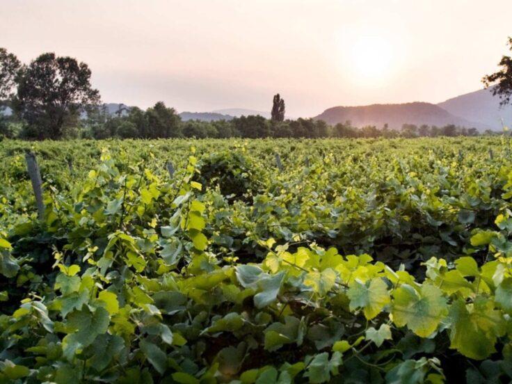 Degustazione di Franciacorta millesimati a Torino con cucina di mare