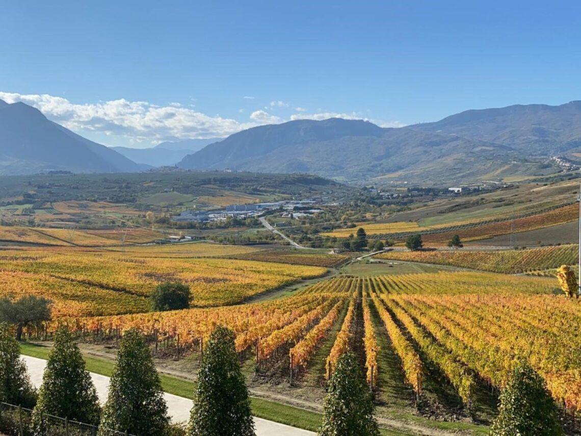 Casauria DOCG: nasce la nuova denominazione del Montepulciano d’Abruzzo