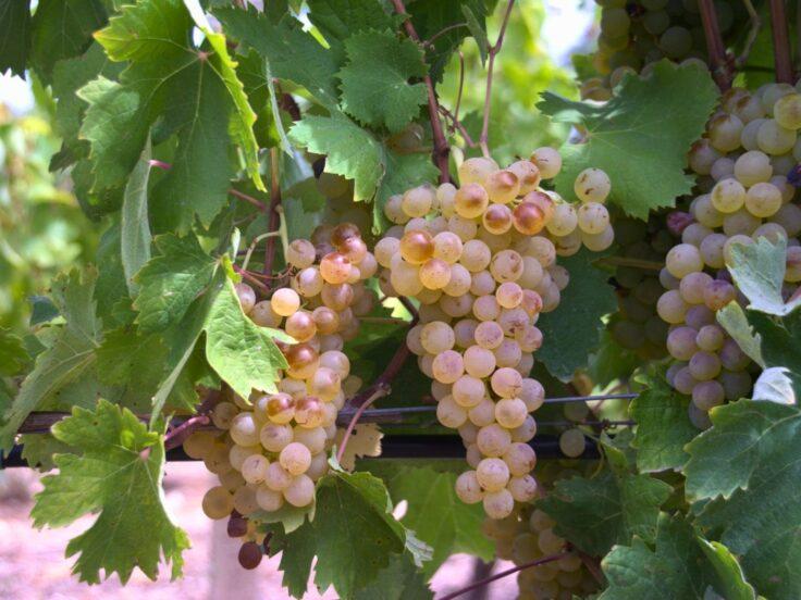 Concorso Internazionale del Vermentino: ad Arzachena vini da tutto il mondo