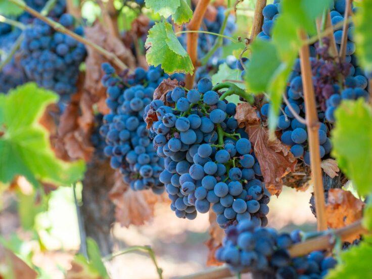 In Francia trionfa il Cannonau sardo: 3 Ori al Grenaches du Monde