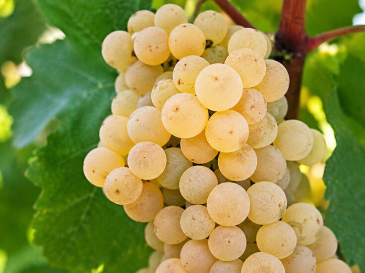 Dal Catarratto Comune al Lucido, viaggio alla scoperta del vitigno bianco più coltivato della Sicilia: caratteristiche, profilo aromatico, longevità e abbinamenti.