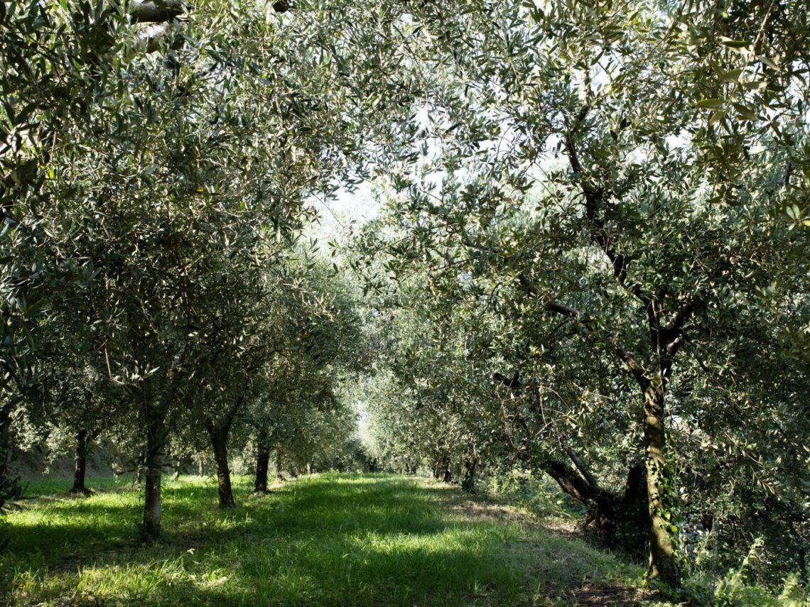 Olio del Garda: Colle d’Oro sul Lago vince l’Ercole Olivario