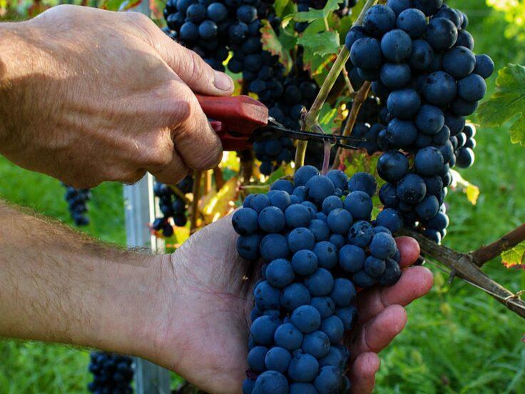 Groppello di Revò: storia e rinascita del vino della Val di Non